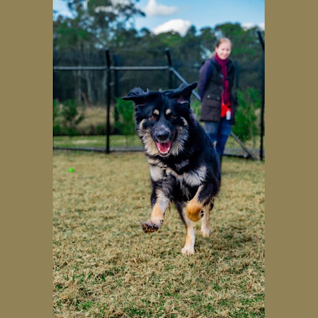 Photo of Gemma(impound Number 608)