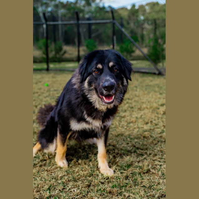 Photo of Gemma(impound Number 608)