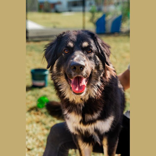 Photo of Gemma(impound Number 608)