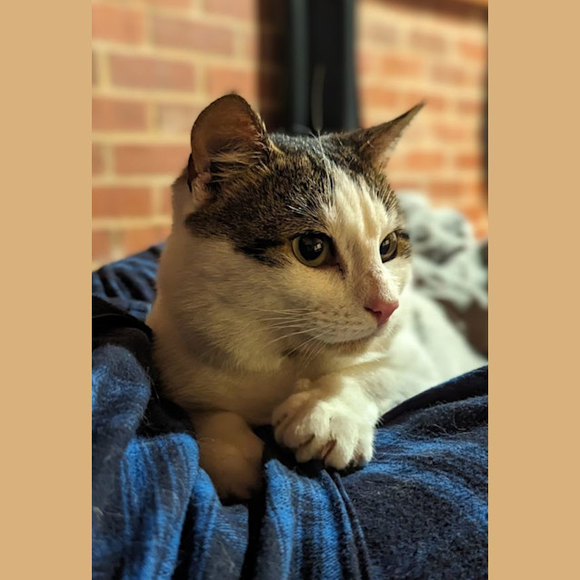 Photo of Chipmunk