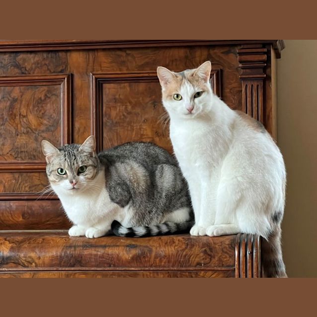 Photo of Allington Jagger