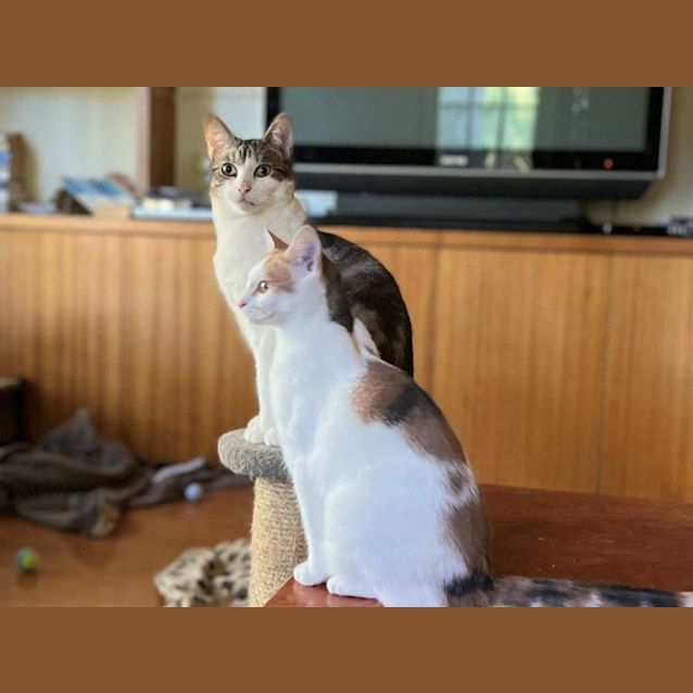 Photo of Allington Jagger