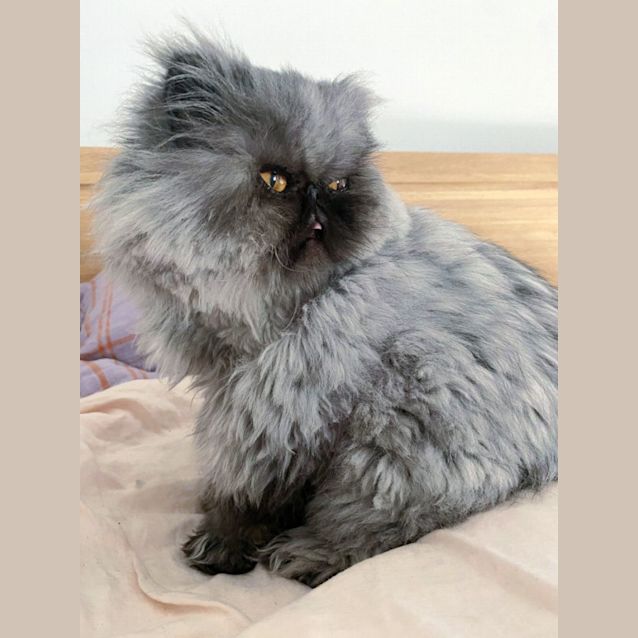 Photo of 🖤Mia🖤