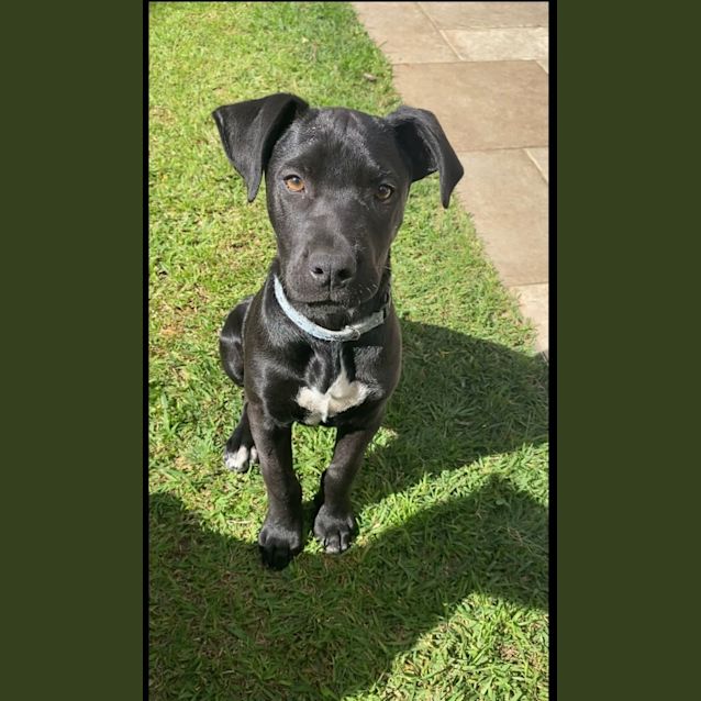 Photo of D874 Skipper