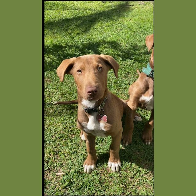 Photo of D868 Neville