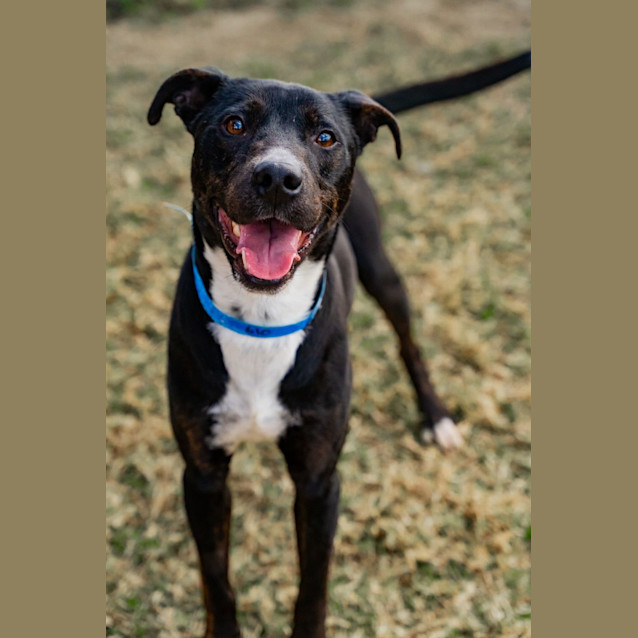 Photo of Steel Imp 610