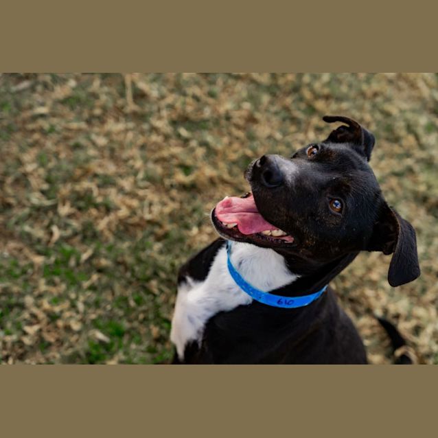 Photo of Steel Imp 610