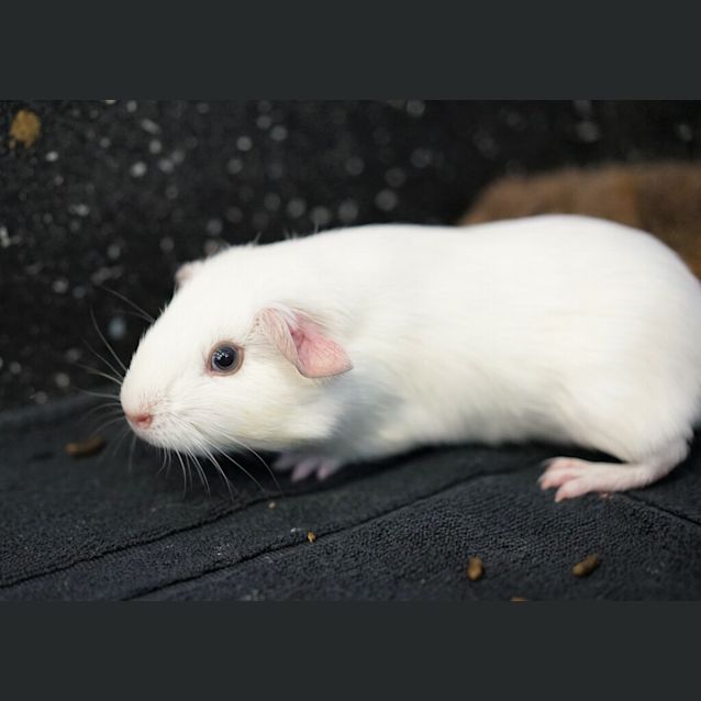 Photo of Coconut