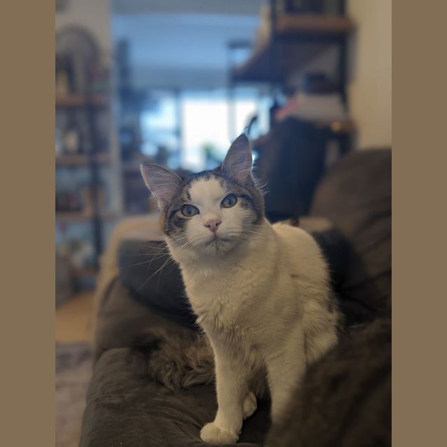Photo of Gizmo 