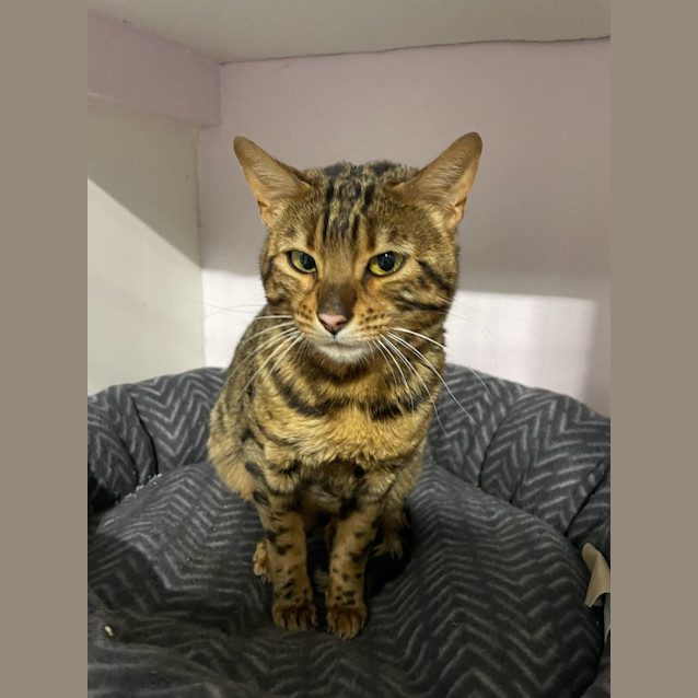 Photo of Pecan 