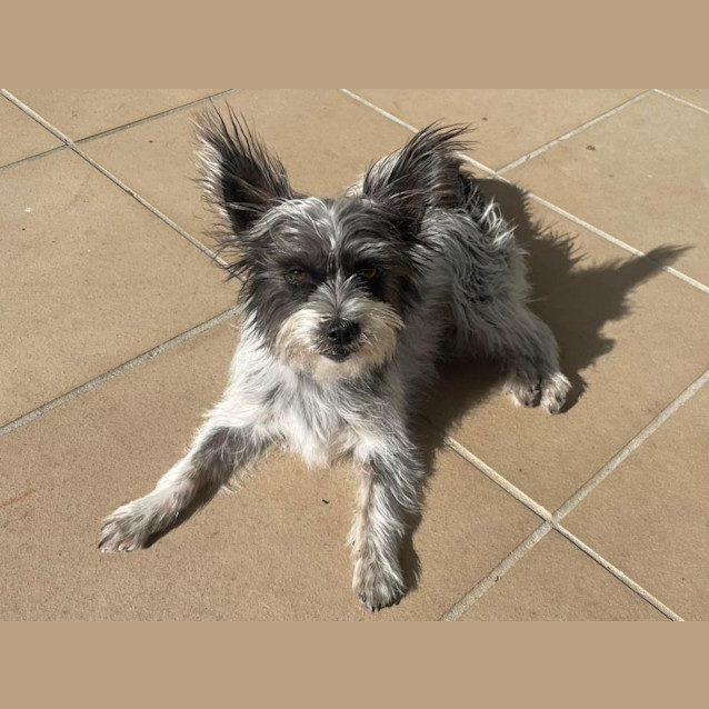 Photo of Pixie