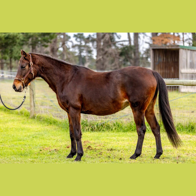 Photo of Trigger 