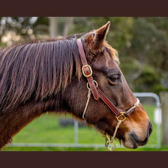 Photo of Trigger 