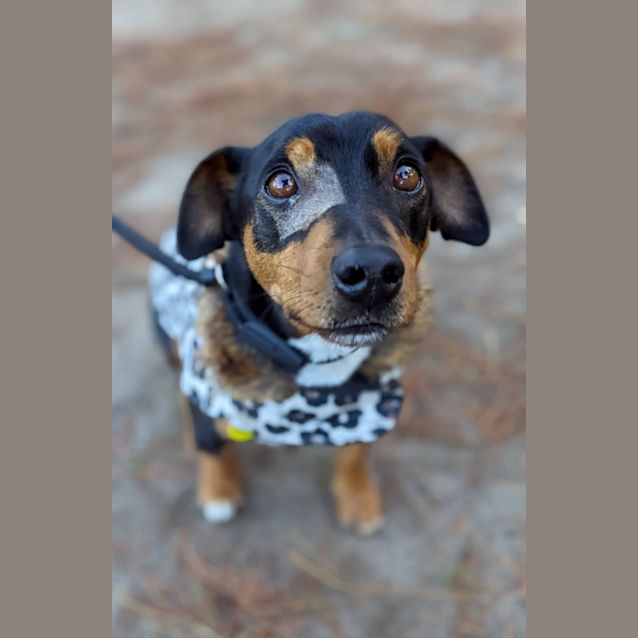 Photo of Dash