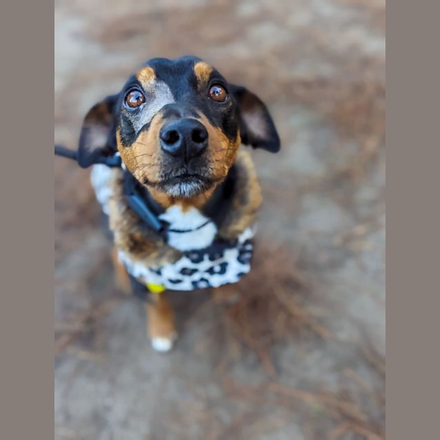 Photo of Dash