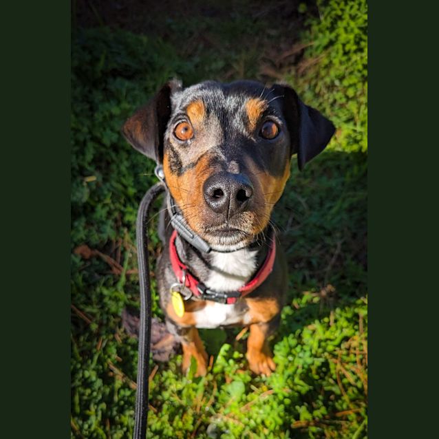 Photo of Dash