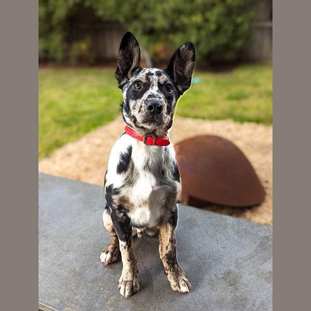 Photo of Rigby