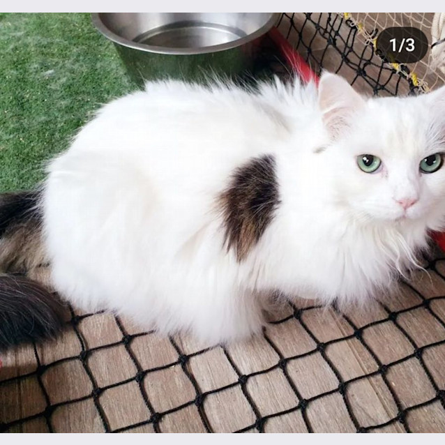 Photo of Casper   And  Jasper