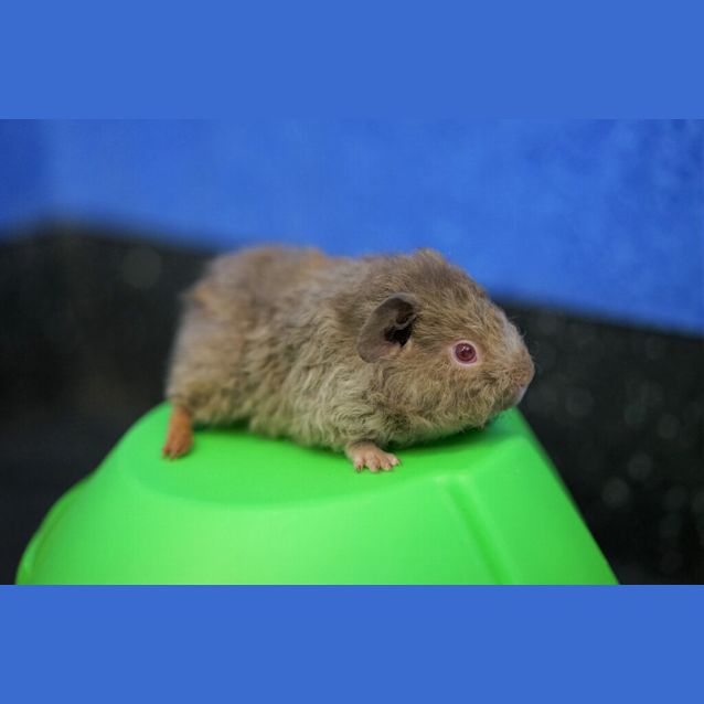 Photo of Cinnamon