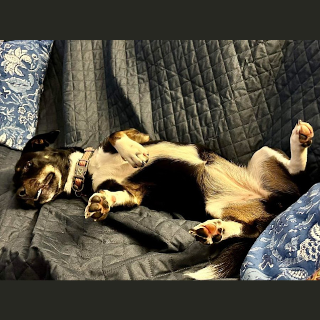 Photo of Lady