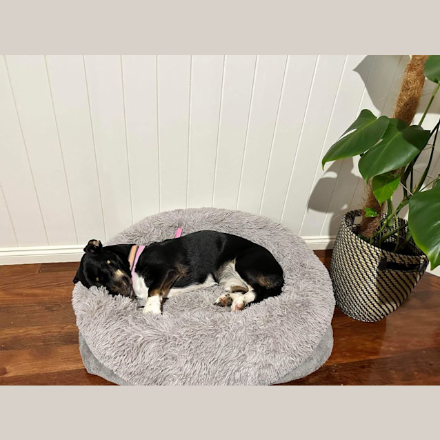 Photo of Lady