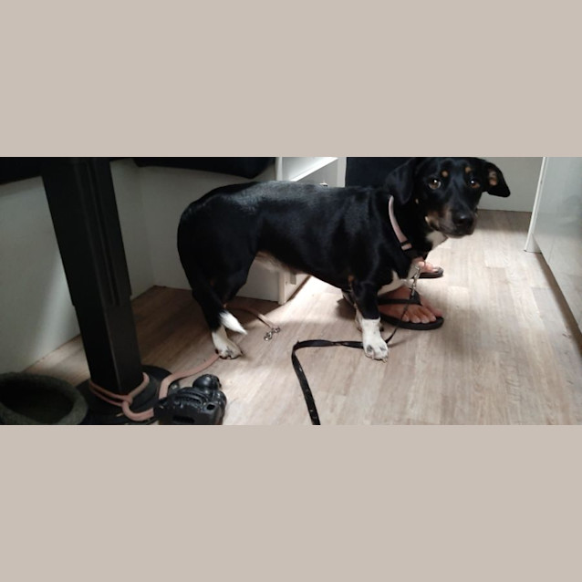 Photo of Lady