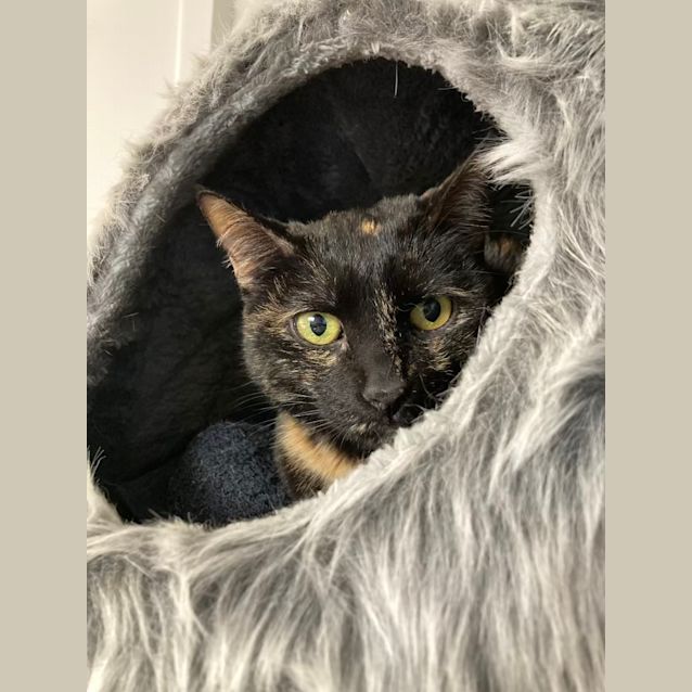 Photo of Stella
