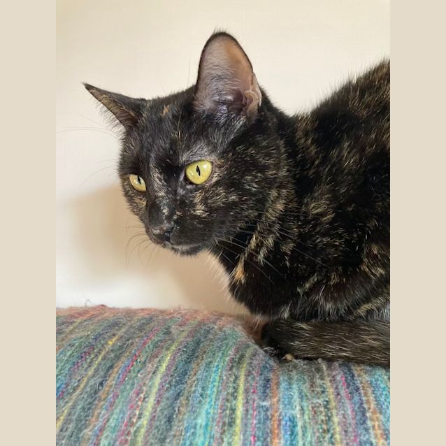 Photo of Stella