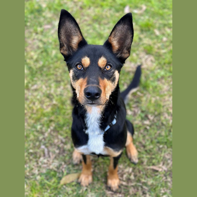 Photo of Zorro 
