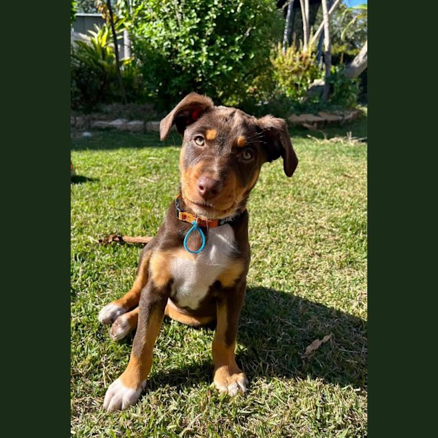 Photo of Rosie