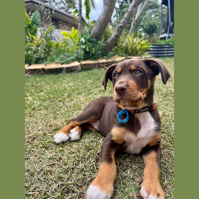 Photo of Rosie