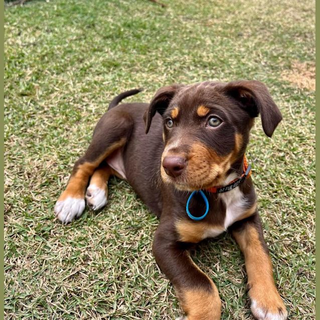 Photo of Rosie