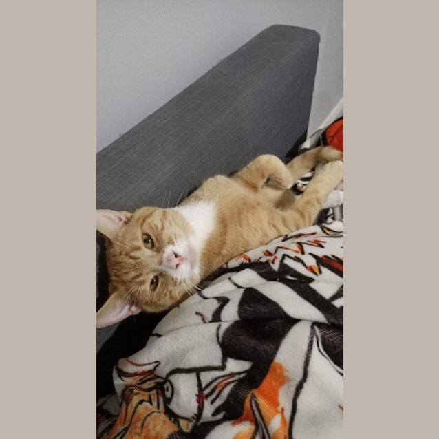 Photo of Koi Meet Me At Petstock Mornington Nepean Hwy