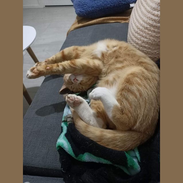 Photo of Koi Meet Me At Petstock Mornington Nepean Hwy