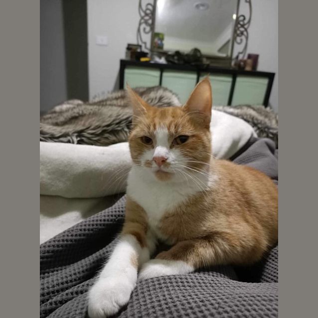 Photo of Violet Meet Me At Petstock Mornington Nepean Hwy