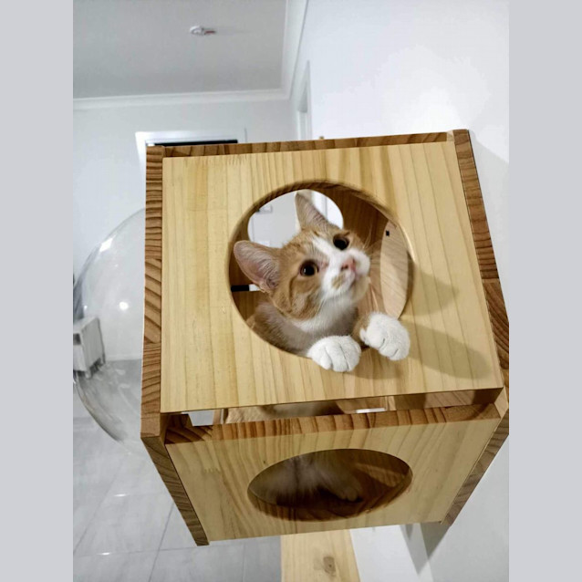 Photo of Violet Meet Me At Petstock Mornington Nepean Hwy