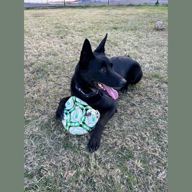 Photo of Benny   5 Year Old Kelpie (Trial 26/8/23)
