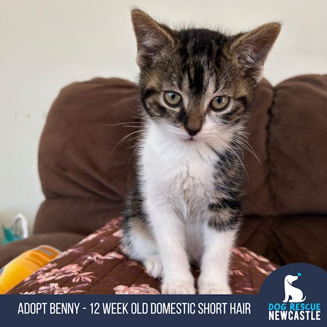 Photo of Benny   12 Week Old Domestic Short Hair