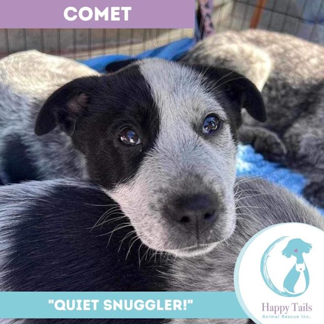 Photo of Comet