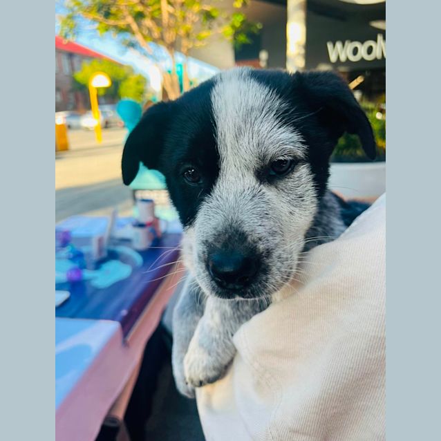 Photo of Comet