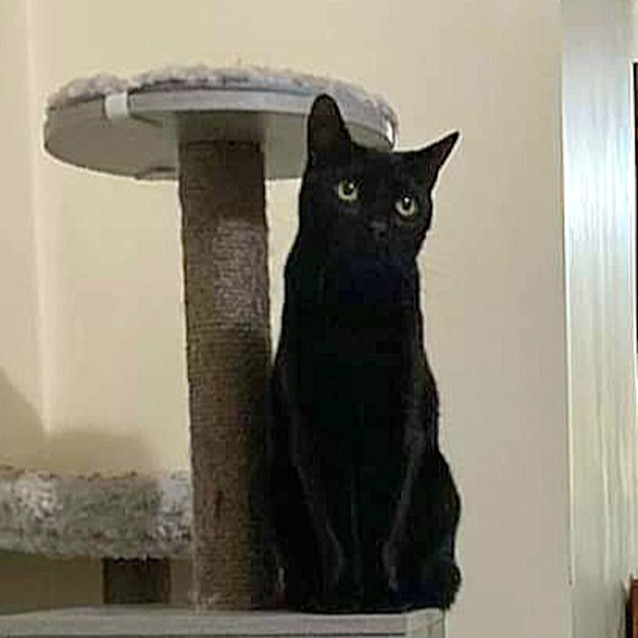 Photo of Black Jasper