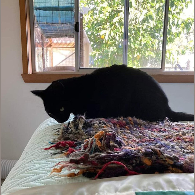 Photo of Black Jasper