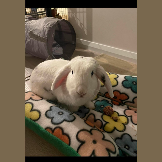 Photo of Ariel & Ivo Panda