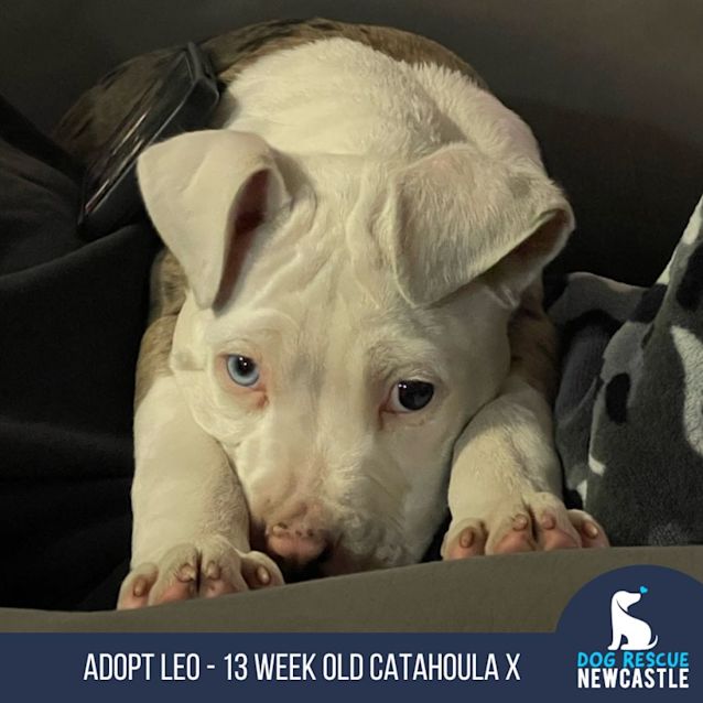 Photo of Leo   13 Week Old Catahoula X (Trial 2/9/23)
