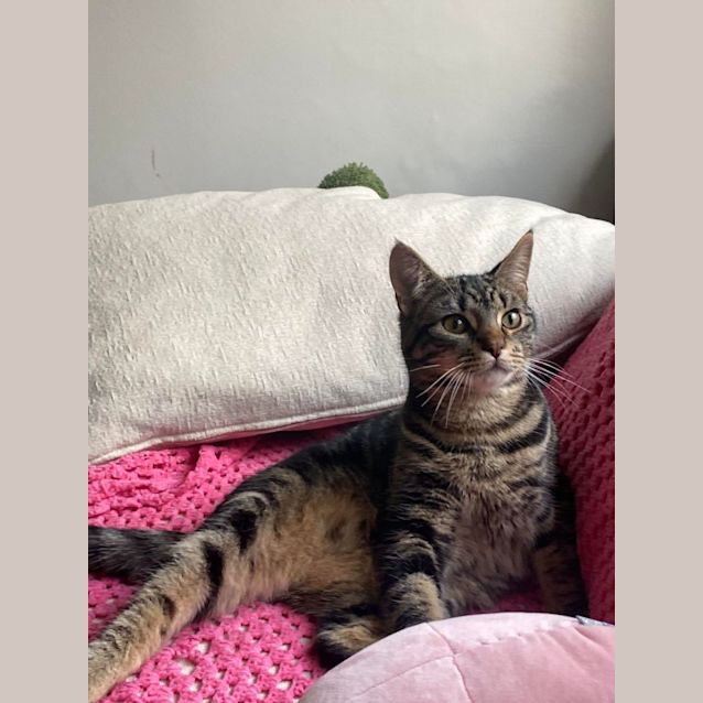 Photo of Lentil   Located In Hawthorn