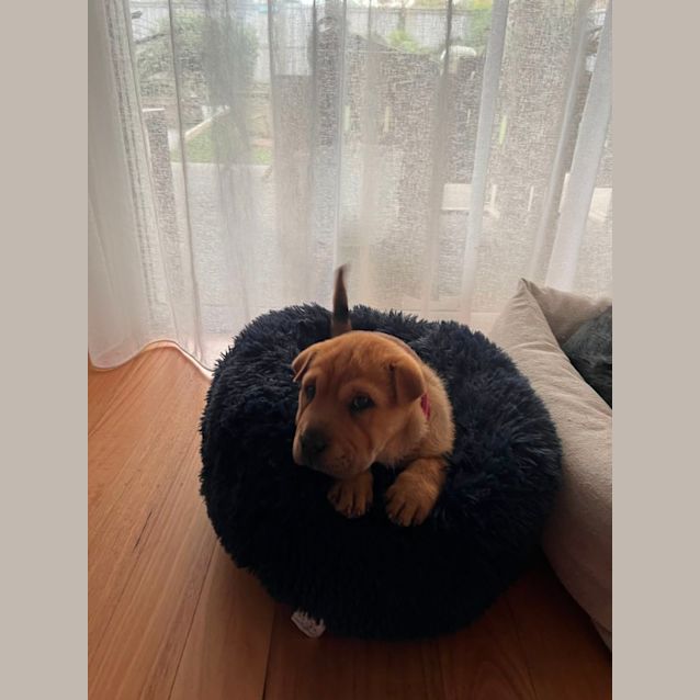 Photo of Daisy   9 Week Old Shar Pei X (Trial)