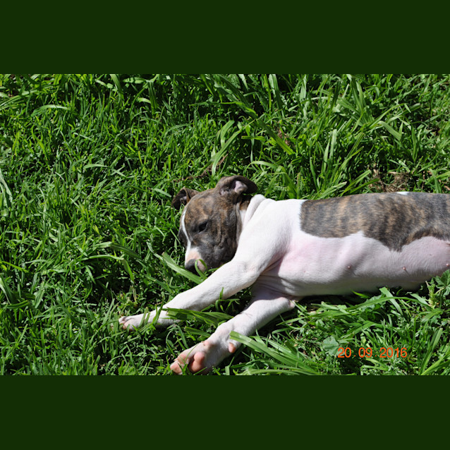 Photo of Pointer X Pups