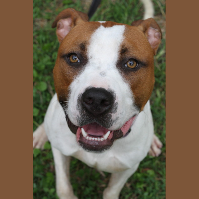 Photo of Zander