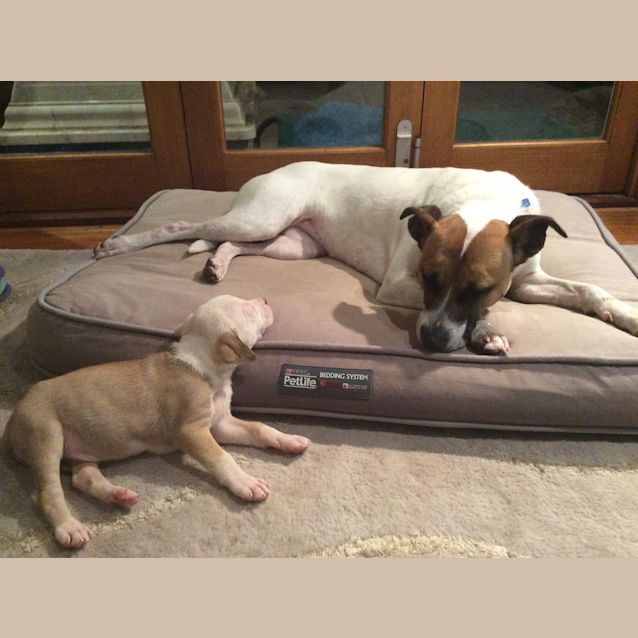 Photo of Loveable Daisy   Good With Cats!