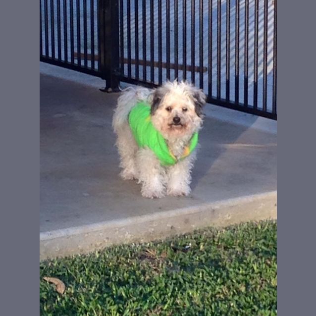 Photo of Bronti (Only Available For Lismore,And Surrounding